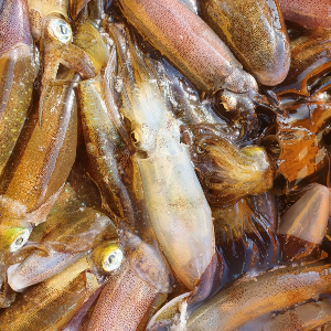 [동해] 급랭 무늬오징어 1kg