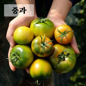 [단독] 대저 짭짤이 토마토 중과 2.5kg
