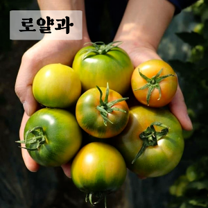 [단독] 대저 짭짤이 토마토 로얄과 2.5kg